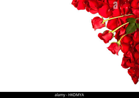 Grenze der rote Rosen und Rosenblätter isoliert auf weißem Hintergrund Stockfoto