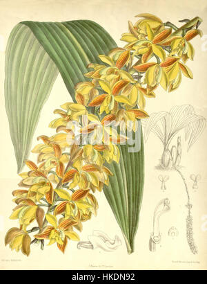 Die botanische Illustration von Lueddemannia pescatorei, Platte 7123 aus Curtis' Botanical Magazine, wurde 1890 erstellt. Diese detaillierte Abbildung zeigt die Besonderheiten der Pflanze und trägt zum Studium der botanischen Arten und ihrer Klassifizierung im späten 19. Jahrhundert bei. Stockfoto