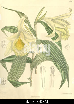 Diese botanische Illustration aus dem Botanical Magazine von Curtis zeigt die Sobralia xantholeuca-Orchidee, eine seltene Art, die in Amerika beheimatet ist, und zeigt ihre zarte Schönheit und ihre komplizierten Details. Stockfoto
