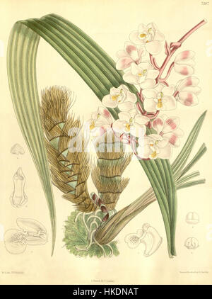 Eine botanische Illustration aus Curtis' Botanical Magazine, die die Orchideenart Eulophiella elisabethae darstellt. Die 1894 veröffentlichte Illustration zeigt die detaillierte Struktur und Schönheit dieser seltenen Blume. Stockfoto