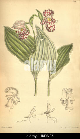 Cypripedium guttatum, auch bekannt als der gefleckte Damenschuh, ist eine Orchideenart in Nordamerika. Dieses botanische Kunstwerk hebt die einzigartigen Merkmale der Blume hervor und betont ihre zarten Blütenblätter und das gepunktete Muster. Stockfoto