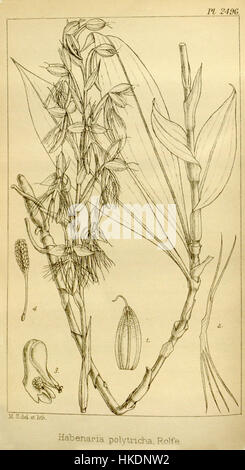 Diese botanische Illustration aus Hookers *Icones Plantarum* (1896) zeigt *Habenaria polytricha*, eine Orchideenart. Es zeigt die zarten Blüten der Pflanze und detaillierte botanische Merkmale, die für die Untersuchung der Orchideenarten und der Pflanzenklassifizierung wichtig sind. Stockfoto