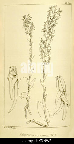 Diese botanische Illustration aus Hookers „Icones Plantarum“ zeigt *Habenaria concinna*, eine Orchideenart. Die detaillierte Gravur hebt die einzigartigen Eigenschaften der Pflanze hervor, wobei der Schwerpunkt auf ihrer Struktur und ihrem Blumendesign liegt, als Teil der Erforschung der tropischen Flora im späten 19. Jahrhundert. Stockfoto