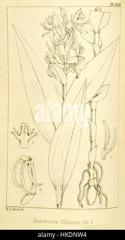 Eine Illustration von Habenaria foliosa (früher Habenaria gibsonii) aus Hooker's Icones Plantarum, Band 24, Platte 2319. Diese botanische Abbildung bietet eine detaillierte Darstellung der Pflanzenart, die für wissenschaftliche Studien und botanische Identifikation von Nutzen ist. Stockfoto