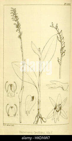 Diese botanische Illustration aus Hookers Icones Plantarum zeigt Diphylax griffithii, früher bekannt als Habenaria griffithii. Die Pflanze ist für ihre charakteristische Blütenstruktur bekannt und wurde ursprünglich im 19. Jahrhundert beschrieben. Die Illustration ist eine bedeutende historische Referenz in der Botanik und zeigt detaillierte blumige Anatomie. Stockfoto