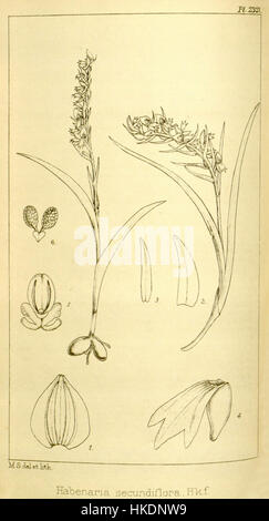 Die botanische Illustration von *Neottianthe secundiflora*, einst als *Habenaria secundiflora* klassifiziert, stammt von Hookers *Icones Plantarum*. Dieses Kunstwerk aus dem Jahr 1896 bietet eine wissenschaftliche Darstellung dieser Art, die ihre charakteristischen floralen Merkmale hervorhebt. Stockfoto