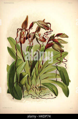 Diese botanische Illustration von Frederick Sander aus dem Jahr 1888 mit dem Titel „Reichenbachia I plate 03“ zeigt die Orchideenart Cypripedium sanderianum. Das Kunstwerk erfasst die komplexen Details der Blume mit Präzision und wissenschaftlicher Genauigkeit. Stockfoto