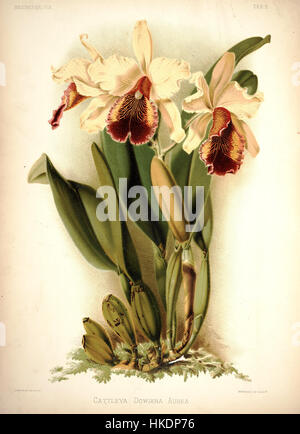 Frederick Sanders botanische Illustration „Reichenbachia I plate 05“ zeigt die Orchidee Cattleya dowiana aurea, die für ihre leuchtende gelbe Farbe bekannt ist. Die detailreiche Darstellung von Sander erfasst die empfindliche Struktur dieser Art und zeigt die Präzision der botanischen Kunst aus der viktorianischen Ära. Stockfoto