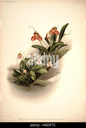 Eine botanische Illustration von Friedrich Sander aus seinem 1888 erschienenen Werk „Reichenbachia I“, in dem die Masdevallia shuttleworthii und Masdevallia xanthocorys Orchideen dargestellt werden. Diese detaillierte Platte zeigt die feine botanische Kunst der viktorianischen Ära. Stockfoto