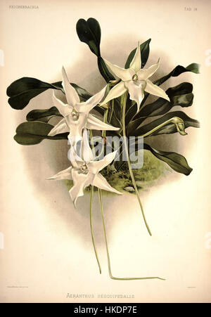Diese botanische Illustration aus *Reichenbachia I* (1888) von Frederick Sander zeigt *Angraecum sesquipedalis*, eine Orchideenart, die für ihre langen, duftenden Blüten bekannt ist, und zeigt die detaillierte botanische Technik des Künstlers. Stockfoto