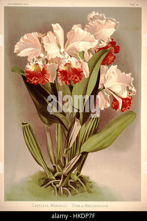 Frederick Sanders botanische Illustration von 1888, „Reichenbachia I plate 15“, zeigt Cattleya mendelli, eine Orchideenart. Dieses detaillierte Gemälde veranschaulicht die botanische Kunst des 19. Jahrhunderts, bekannt für seine präzise Darstellung von Pflanzen und Blumen. Stockfoto