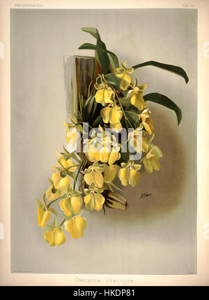 Diese botanische Illustration aus „Reichenbachia I“ von Frederick Sander, Platte 30, zeigt die Oncidium concolor Orchidee. Das Kunstwerk repräsentiert die zarte Struktur und die lebendige Farbe der Blume, die charakteristisch für botanische Illustrationen aus dem viktorianischen Zeitalter sind. Stockfoto