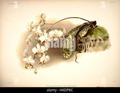 Diese botanische Illustration Frederick Sanders aus seinem 1888 erschienenen Werk „Reichenbachia“ zeigt die Orchidee Phalaenopsis stuartiana. Bekannt für seine detaillierte Darstellung von Orchideenarten, trug Sanders Arbeit wesentlich zur botanischen Kunst und zum Studium der Orchideen im späten 19. Jahrhundert bei. Stockfoto