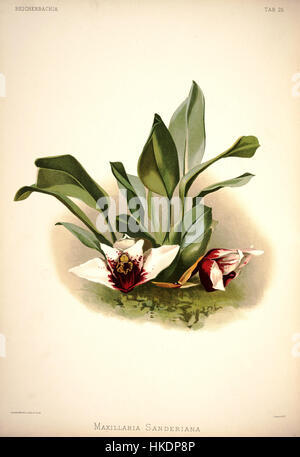 Platte 25 aus „Reichenbachia I“ von Frederick Sander zeigt die Maxillaria sanderiana, eine Orchideenart. Die detaillierte Illustration zeigt Sanders Geschick in der botanischen Illustration und fängt die einzigartige Struktur und Schönheit dieser seltenen Blume ein. Stockfoto