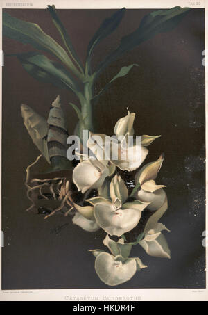 Friedrich Sander Reichenbachia II Platte 90 (1890) Catasetum Bungerothii Stockfoto