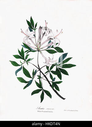 Ein botanisches Gemälde des Rhododendron viscosum, das die zarten Merkmale dieser blühenden Pflanze zeigt. Der Künstler betont die komplizierten Details der Blumen und Blätter in einer natürlichen Umgebung. Stockfoto