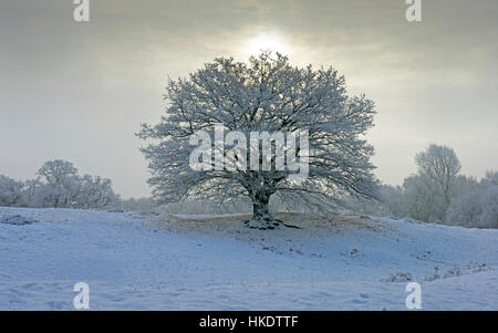 Stieleiche (Quercus Robur) mit Raureif, Emsland, Niedersachsen, Deutschland Stockfoto