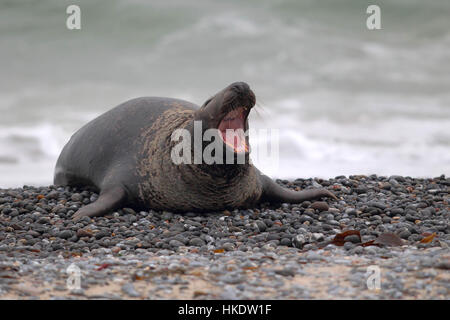 Grey Seal (Halichoerus Grypus), Gähnen Bull am Strand, Helgoland, Nordsee, Deutschland Stockfoto