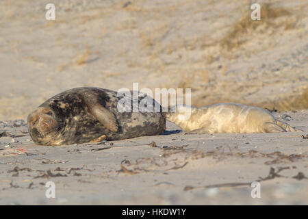 Kegelrobben (Halichoerus Grypus), Mutter gesäugt Pup, Helgoland, Nordsee, Deutschland Stockfoto