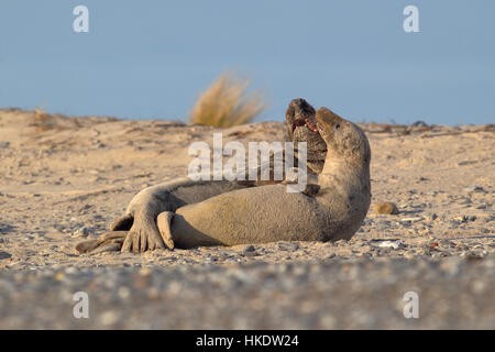 Graue Dichtungen (Halichoerus Grypus), männliche und weibliche Paarung, Helgoland, Nordsee, Deutschland Stockfoto