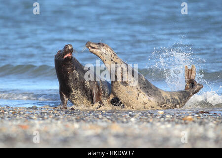 Graue Dichtungen (Halichoerus Grypus), männliche und weibliche während der Paarung Saison, Helgoland, Nordsee, Deutschland Stockfoto