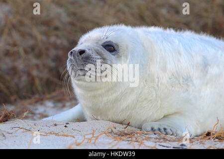 Grey Seal (Halichoerus Grypus), pup, am Strand, Porträt, Helgoland, Nordsee, Deutschland Stockfoto