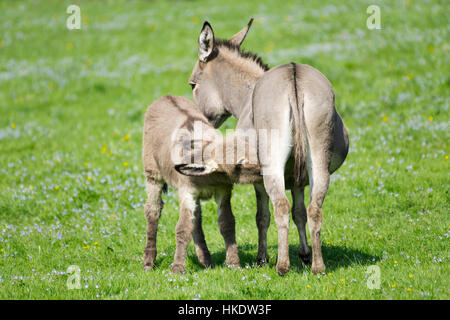 Inländische Esel (Equus Asinus Asinus), Stute säugende Fohlen, Deutschland Stockfoto