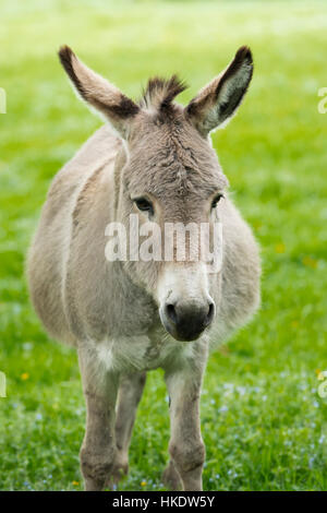 Inländische Esel (Equus Asinus Asinus), Porträt, Deutschland Stockfoto