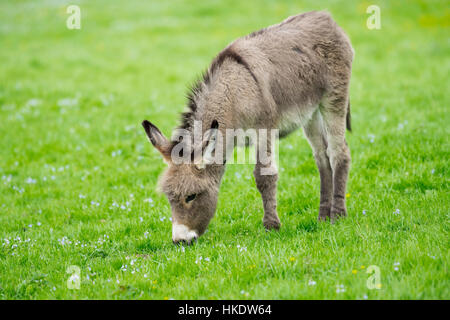 Inländische Esel (Equus Asinus Asinus), Fohlen Essen auf einer Wiese, Deutschland Stockfoto