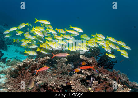 Schwarm von Fischen, Bluestripe Schnapper (Lutjanus Kasmira) schwimmen über Coral reef, Saparua, Molukken, Bandasee, Pazifik Stockfoto