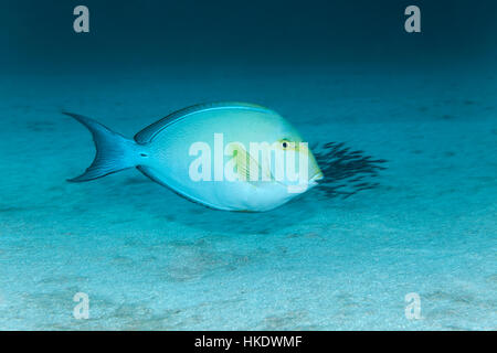 Yellowfin Doktorfisch (Acanthurus Xanthopterus), über sandigen Meeresboden, Saparua, Molukken, Bandasee, Pazifik Stockfoto