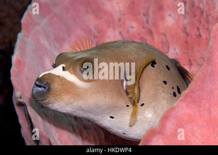 Blackspotted Kugelfisch (Arothron Nigropunctatus) versteckt in Schwamm, Saparua, Maluku Inseln, Bandasee, Pazifischen Ozean, Indonesien Stockfoto