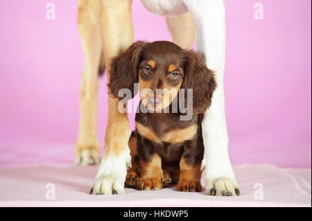 Lange behaarte Zwergdackel (Canis Lupus Familiaris), braun, Welpen zwischen den Pfoten von kurzen Haaren Collie, Studio gedreht Stockfoto