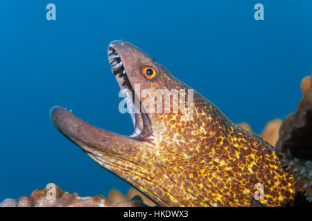 Gelb umrandeten Muräne (Gymnothorax Flavimarginatus) mit Mund öffnen im Korallenriff, Saparua, Molukken, Bandasee Stockfoto