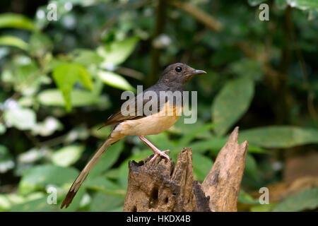 Weißes-rumped Shama (Copsychus Malabaricus), Kaeng Krachan National Park, Thailand Stockfoto