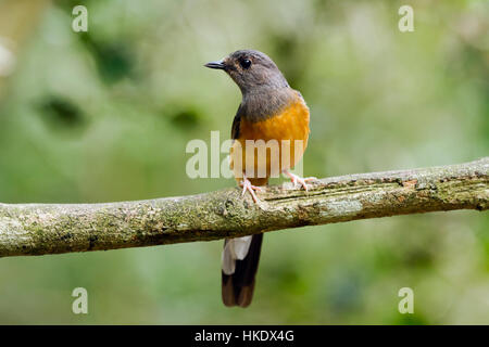 Weißes-rumped Shama (Copsychus Malabaricus), Weiblich, Kaeng Krachan National Park, Thailand Stockfoto