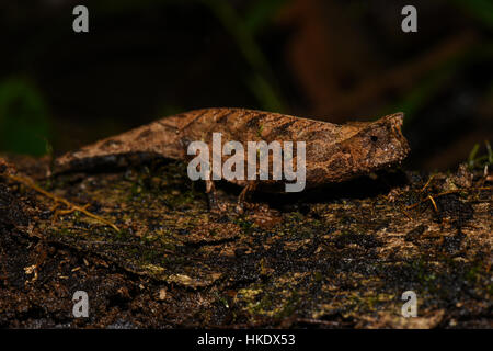 Braun Blatt Chamäleon (Brookesia Superciliaris), Weiblich, Ranomafana Nationalpark, Madagaskar Stockfoto