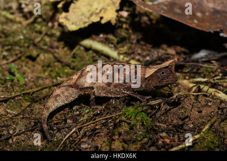 Braun Blatt Chamäleon (Brookesia Superciliaris), Männlich, Analamazoatra, Andasibe Nationalpark, Madagaskar Stockfoto