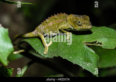 Kurz-gehörnte Chamäleon (Calumma Brevicorne), Juvenile, Analamazoatra, Andasibe Nationalpark, Madagaskar Stockfoto