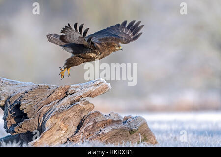 Mäusebussard (Buteo Buteo) im Flug im Winter, mittlere Elbe-Biosphärenreservat, Sachsen-Anhalt, Deutschland Stockfoto