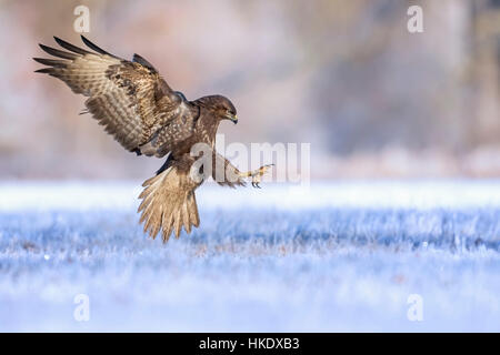Mäusebussard (Buteo Buteo) im Flug, auf Nahrungssuche im Winter, mittlere Elbe-Biosphärenreservat, Sachsen-Anhalt, Deutschland Stockfoto