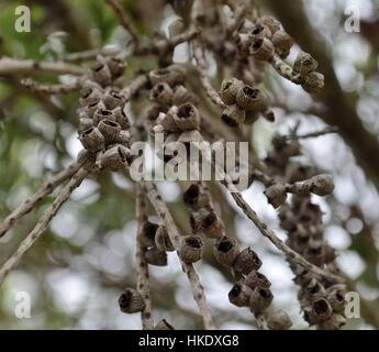 Akazie Baum Gumnuts im detail Stockfoto