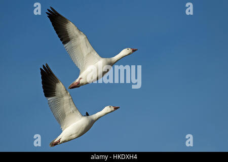 Zwei Schneegänse (Anser Caerulescens, Chen Caerulescens) während des Fluges, Bosque del Apache, New Mexico, USA Stockfoto