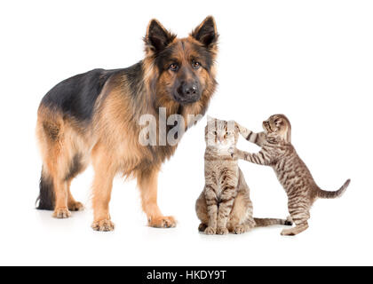 Schäferhund-Hund und Katze mit verängstigten Kätzchen Stockfoto