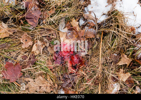 Blutspur aus einem weiß - angebundene Rotwild Stockfoto