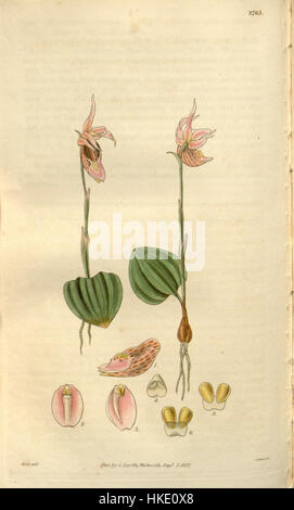 Calypso Bulbosa (als Calypso Borealis) Curtis' 54 (N.S. 1) pl. 2763 (1827) Stockfoto