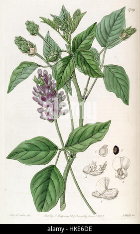 Eine botanische Illustration von Hoita macrostachya (früher Psoralea macrostachya) aus Edwards Botanical Register, 1836, die das in Nordamerika heimische mehrjährige Kraut darstellt. Stockfoto
