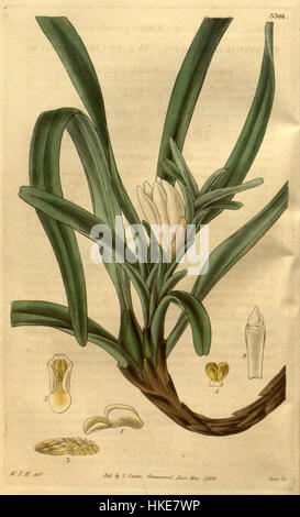 Eine botanische Illustration von *Maxillaria lutescens* (früher *Ornithidium Album*) aus Curtis Botanical Magazine, Band 61, veröffentlicht 1834. Das Kunstwerk zeigt die zarten Blüten der Pflanze und ist ein bedeutendes Beispiel der botanischen Illustration des 19. Jahrhunderts. Stockfoto