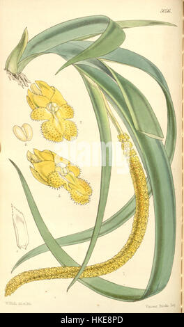 Oberonia acaulis, dargestellt in Curtis' botanischer Illustration von 1858, zeigt die empfindlichen Merkmale dieser Orchideenart. Die Platte fängt ihre komplizierten Blüten ein und stellt eine bedeutende botanische Leistung aus dem 19. Jahrhundert dar. Stockfoto