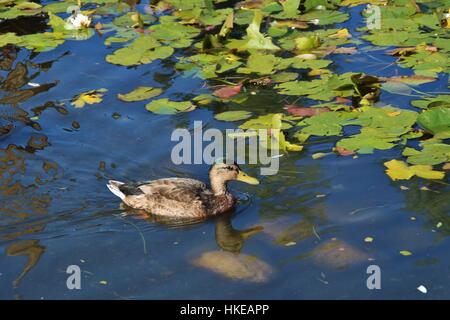 Foto einer Ente an einem Teich in Lillehammer, Norwegen Stockfoto